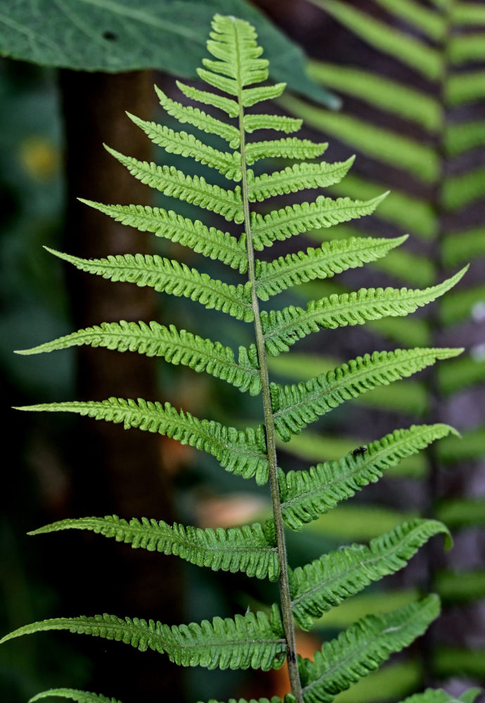 Image of Thelypteris dentata specimen.