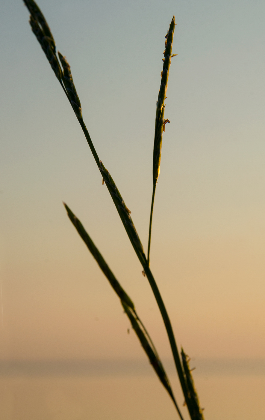 Изображение особи Glyceria notata.