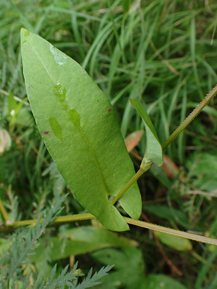 Image of Truellum sieboldii specimen.