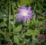 genus Psephellus. Верхушка цветущего растения. Абхазия, Гагрский р-н, 1800 м н.у.м., каменистый субальпийский луг. 12.06.2025.