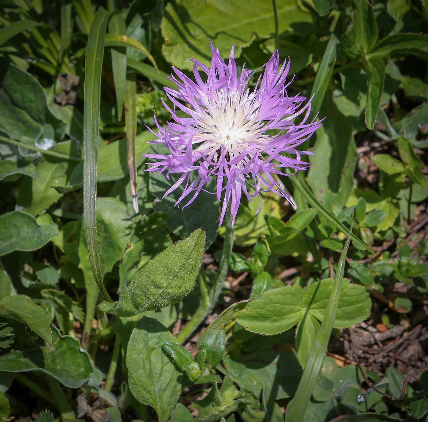 Image of Psephellus abchasicus specimen.