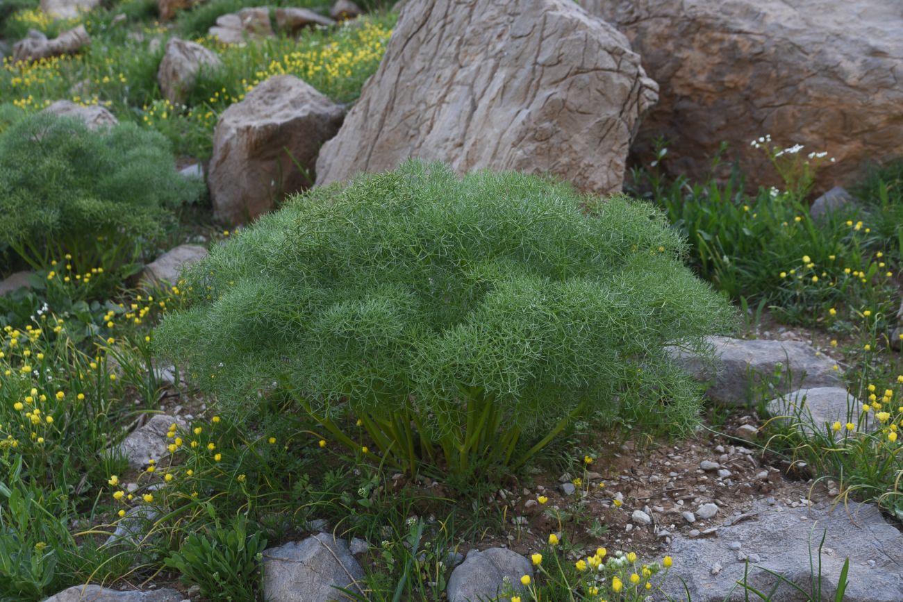Image of familia Apiaceae specimen.