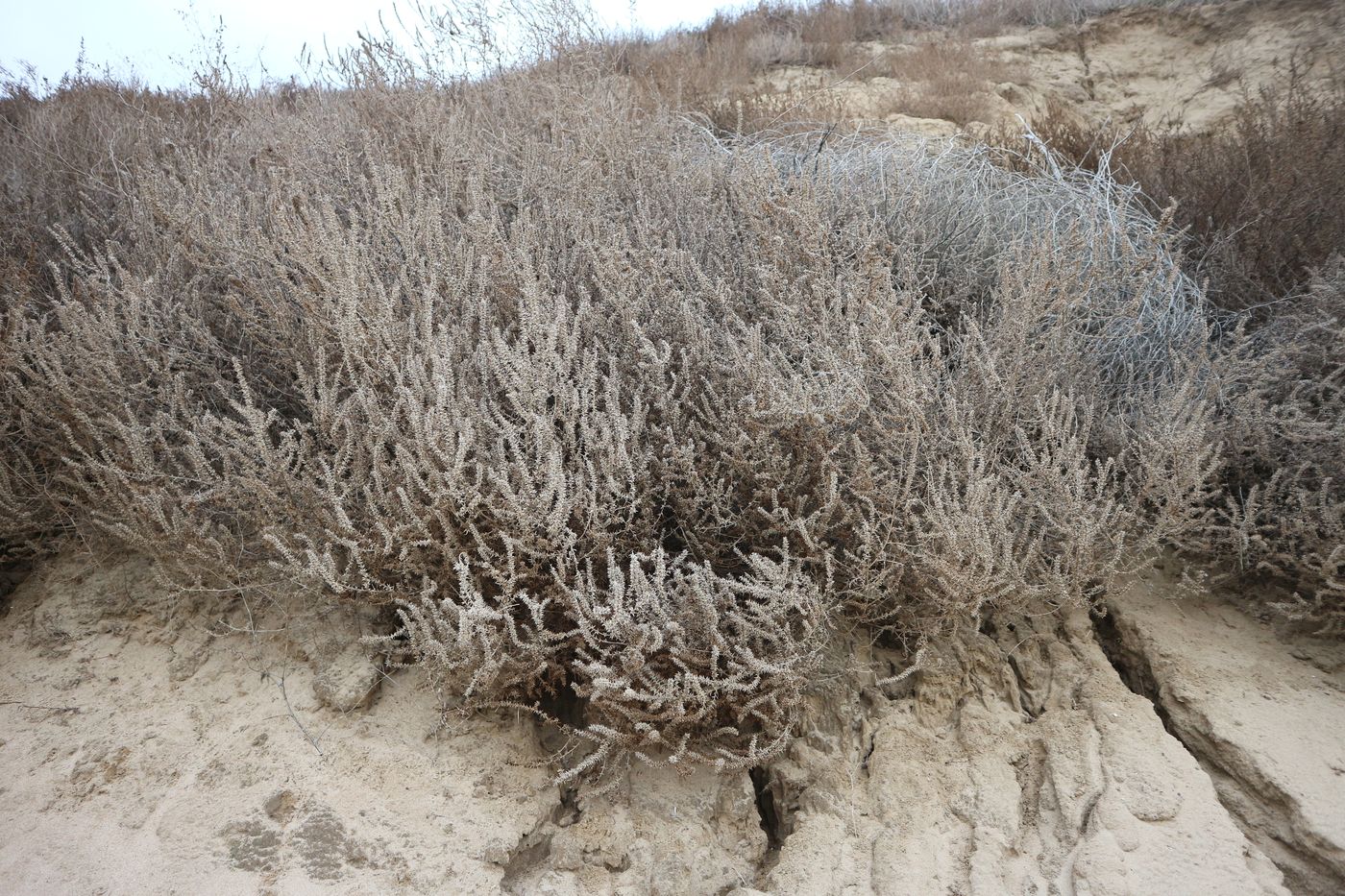 Изображение особи Salsola pontica.