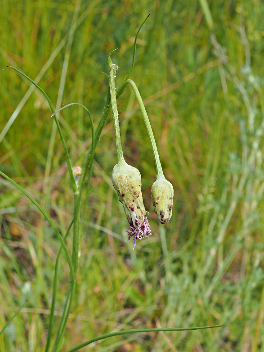 Image of Scorzonera purpurea specimen.