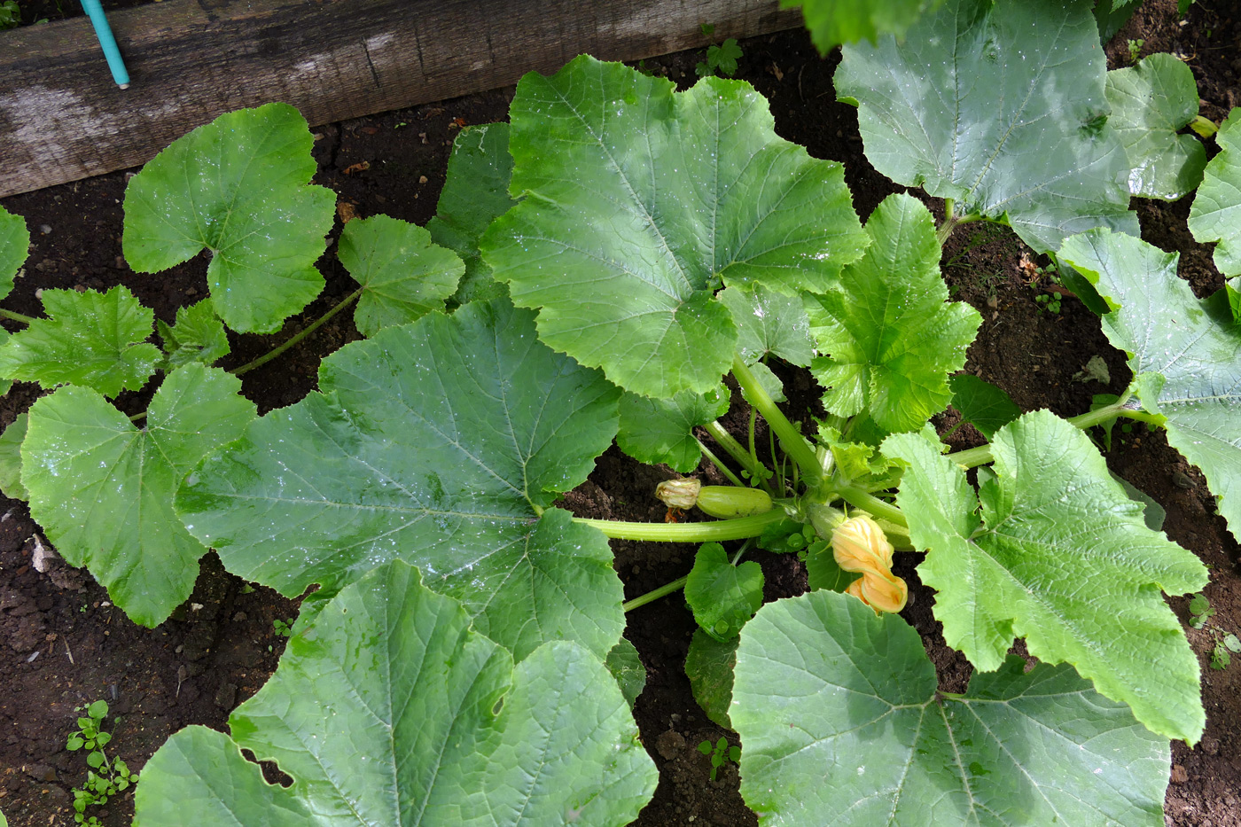 Изображение особи Cucurbita pepo.