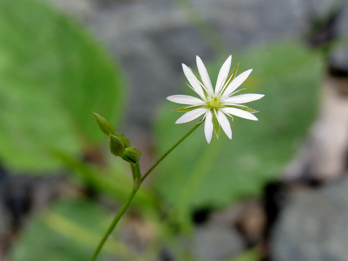 Изображение особи Stellaria graminea.