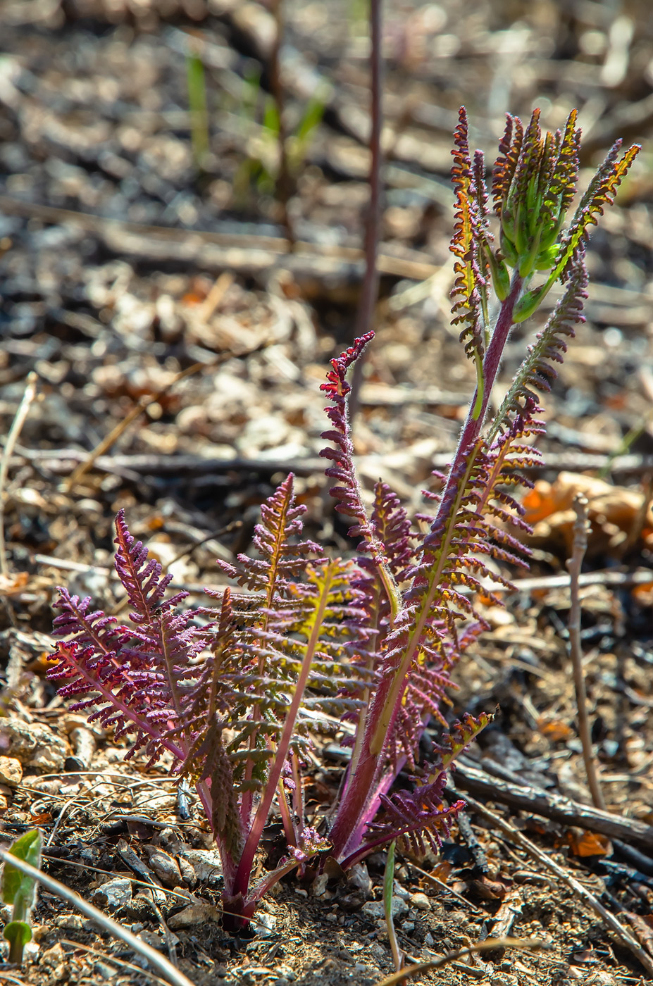 Image of Pedicularis mandshurica specimen.