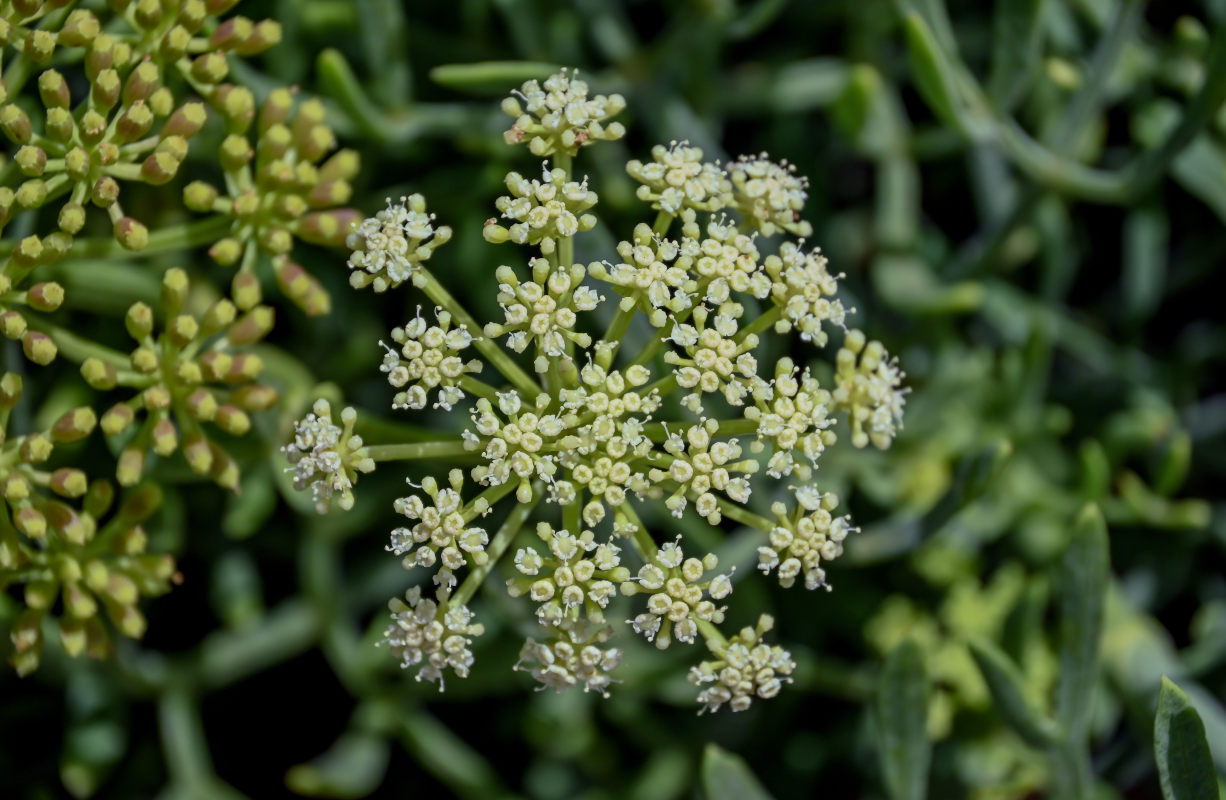 Image of Crithmum maritimum specimen.