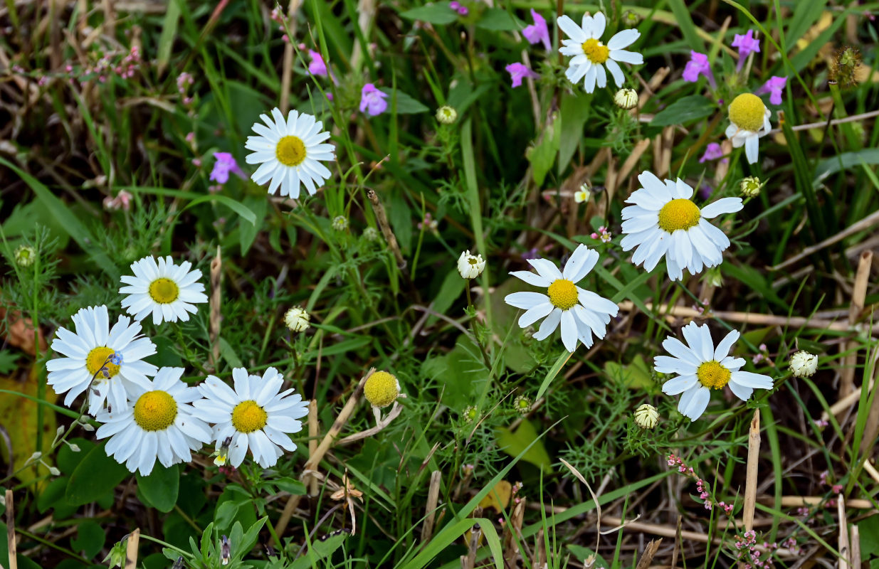 Изображение особи Tripleurospermum inodorum.