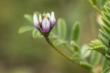 Astragalus asterias. Соцветие. Дагестан, Кумторкалинский р-н, дол. р. Шураозень, степной склон. 28.04.2026.