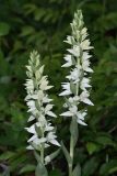 Cephalanthera epipactoides. Соцветия. Краснодарский край, г/о Новороссийск, окр с. Северная Озереевка, заказник Абраусский, выс. 146 м н.у.м., на краю просеки, в грабинниково-пушистодубовом лесу. 20.05.2025.