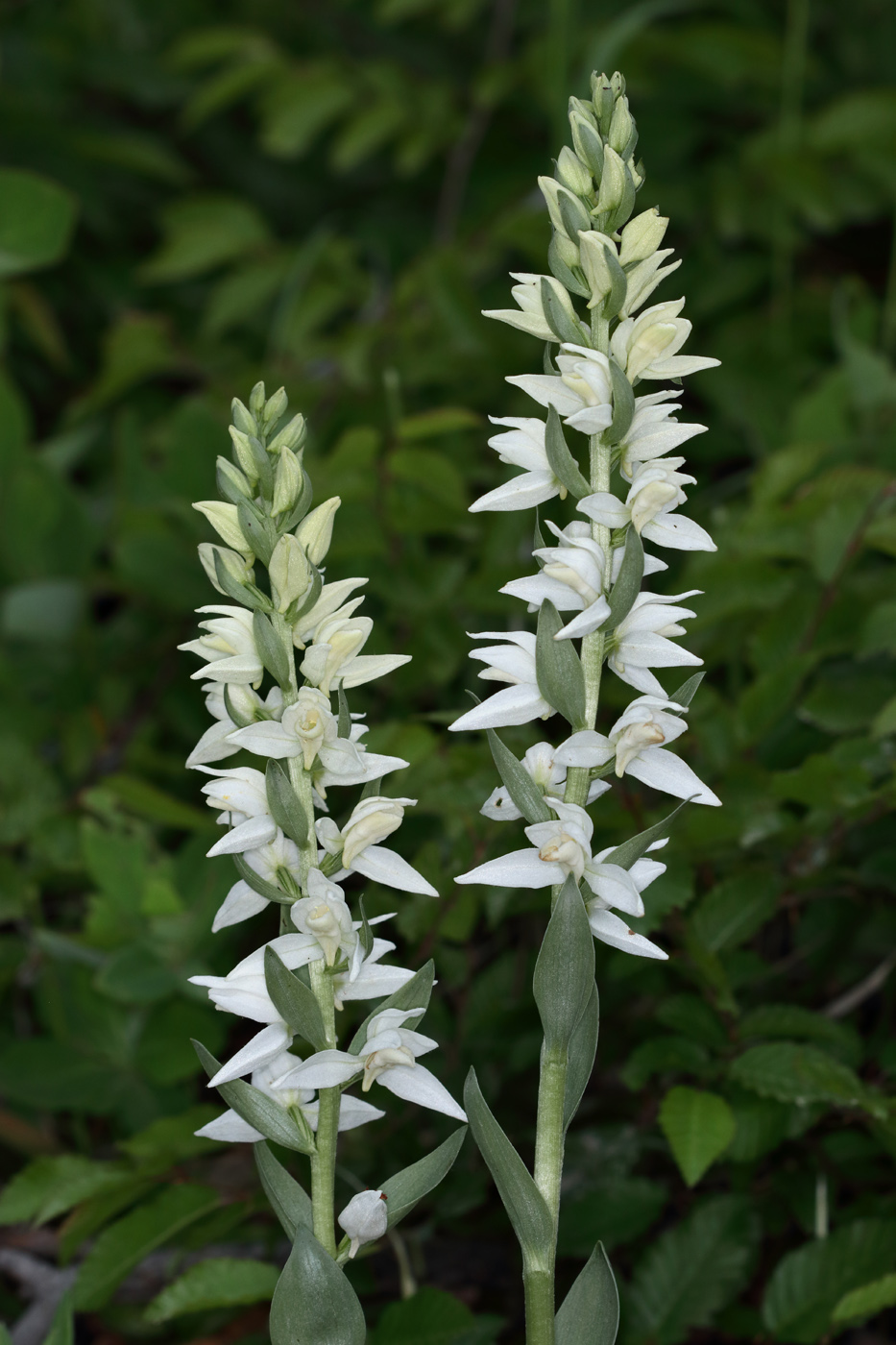 Image of Cephalanthera epipactoides specimen.