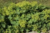 род Alchemilla. Цветущие растения. Санкт-Петербург, Кировский р-н, озеленение бульвара, цветочный бордюр вдоль дорожки, в культуре. 01.07.2026.