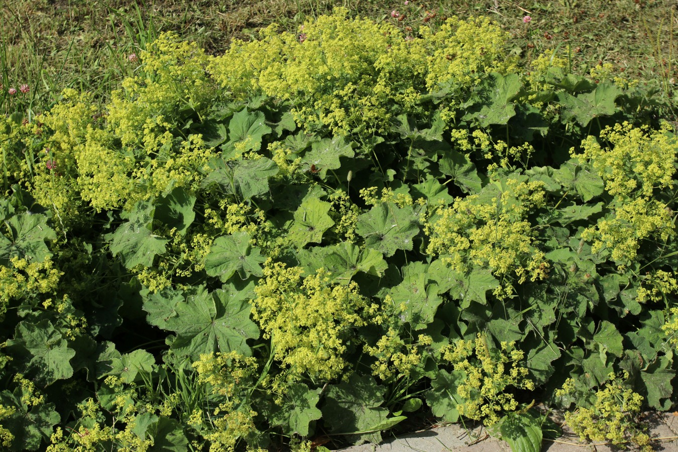 Изображение особи род Alchemilla.