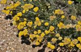 Helichrysum stoechas. Верхушки побегов с соцветиями. Португалия, округ Бежа, мыс Сардао, каменистый склон. 06.06.2026.