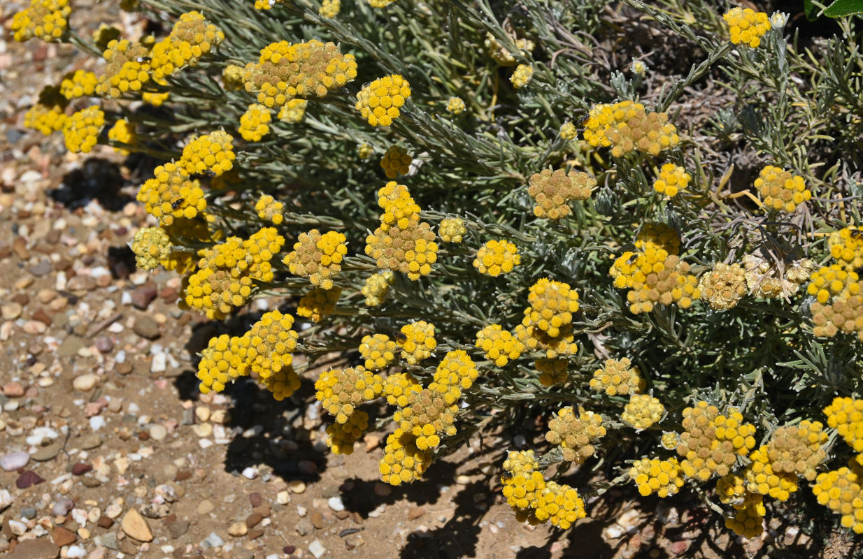 Image of Helichrysum stoechas specimen.