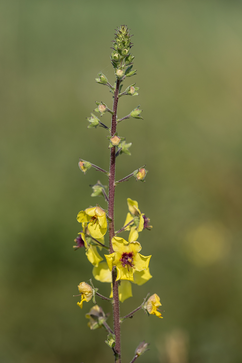 Image of genus Verbascum specimen.