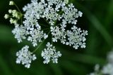 Anthriscus sylvestris. Часть соцветия. Мурманская обл., окр. пос. Росляково, западный берег губы Чалмпушка, перелесок на берегу. 8 июля 2026 г.