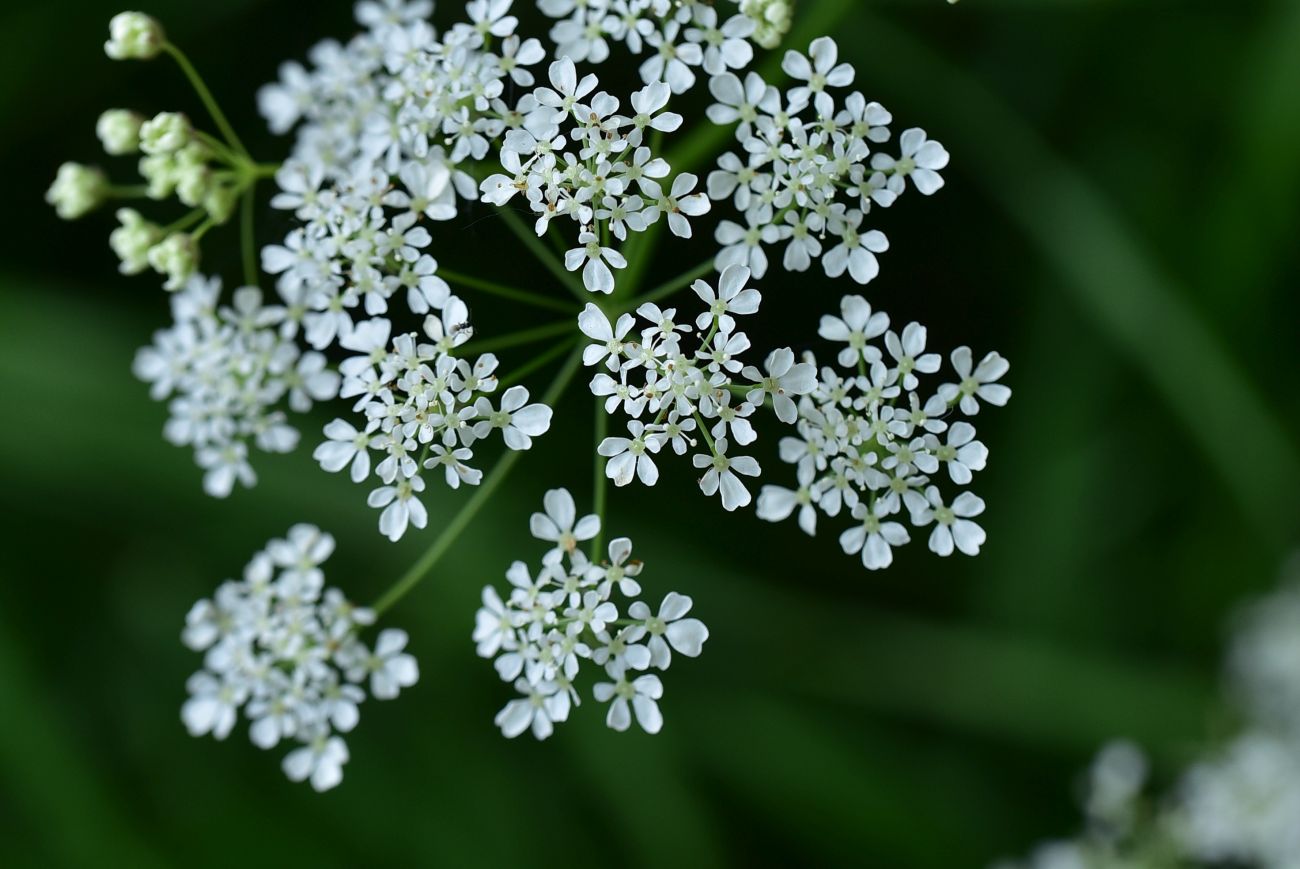 Изображение особи Anthriscus sylvestris.