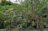 Ficus carica