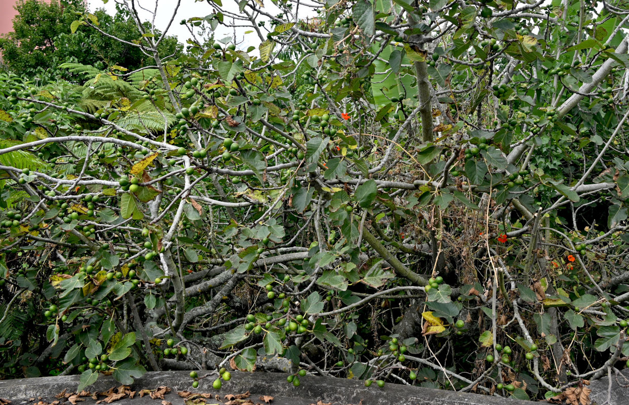 Image of Ficus carica specimen.