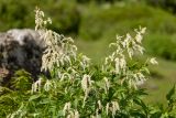 Aconogonon alpinum. Верхушки побегов с соцветиями. Кабардино-Балкария, Чегемский р-н, дол. р. Чегем, окр. т/б \"Башиль\", субальпийский луг. 02.08.2026.