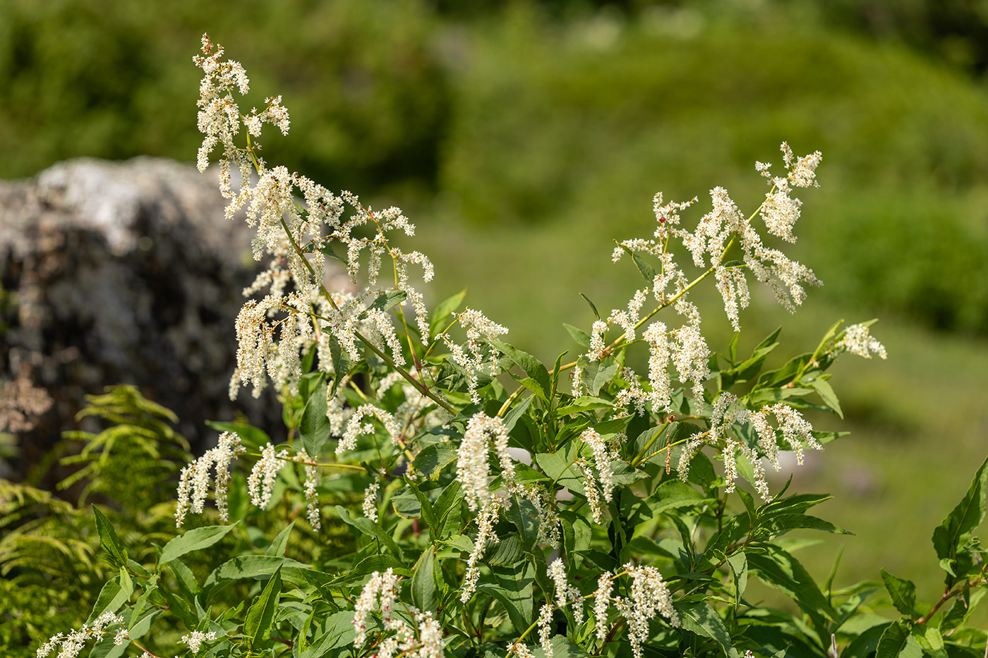 Изображение особи Aconogonon alpinum.