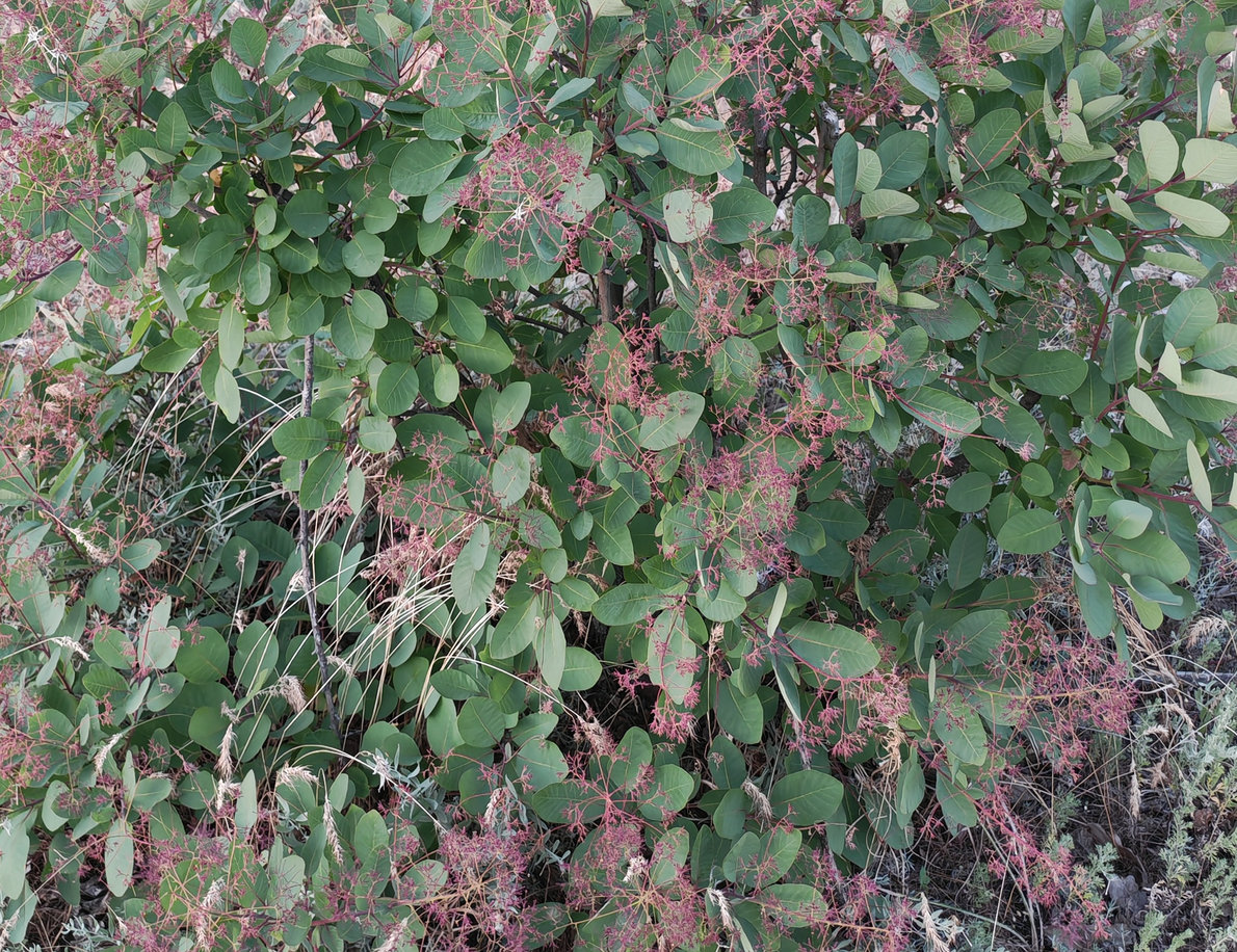 Изображение особи Cotinus coggygria.