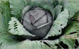 Brassica oleracea variety capitata. Верхушка вегетирующего растения. Московская обл., Раменский р-н, окр. дер. Хрипань, садовый участок. 20.08.2026.