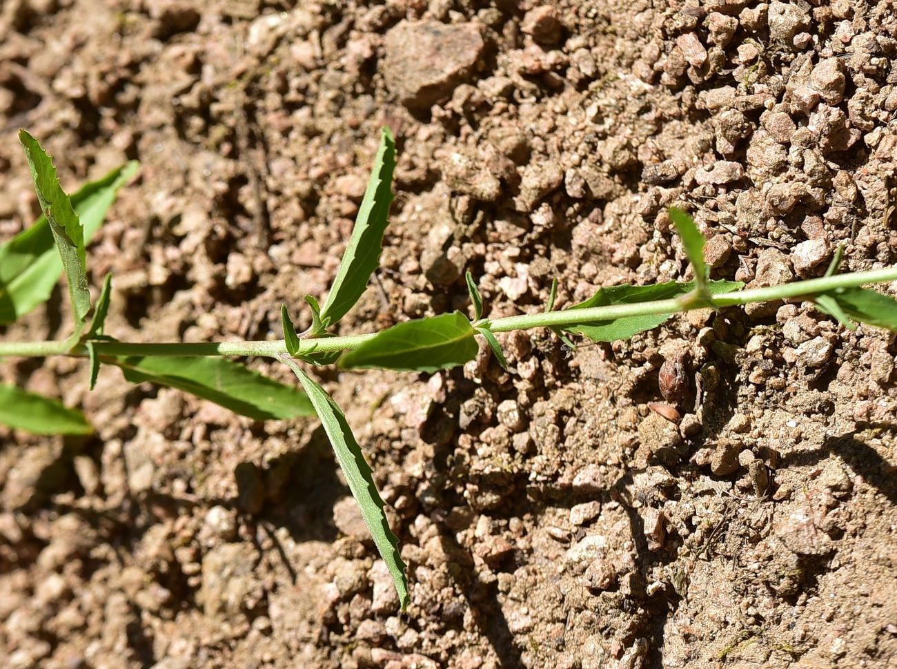 Image of Unknown species specimen.