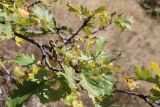 Quercus petraea. Верхушка ветви с плодом. Азербайджан, Нахчыван, Шахбузский р-н, окр. с. Биченек, Зангезурский нац. парк; плато Батабат. 11.10.2026.
