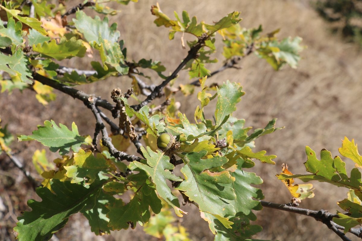 Image of Quercus petraea specimen.