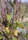 genus Atriplex. Часть плодоносящего растения. Испания, Каталония, пров. Жирона, комарка Баш Эмпорда, муниципалитет Тороэлья-де-Монгри, окр. устья р. Тер, осушенный участок маршевого луга \"Платера\" (Platera), обочина пешеходной тропы. 31.10.2026.