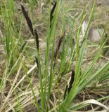 Carex acuta