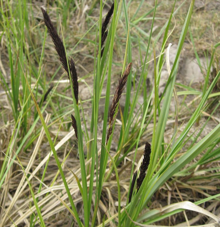 Image of Carex acuta specimen.