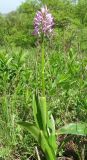 Orchis подвид mackaensis