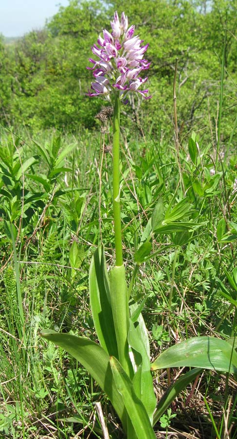 Изображение особи Orchis &times; beyrichii ssp. mackaensis.