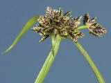 Cyperus fuscus. Соцветие. Псковская обл., Пушкинский музей-заповедник, берег оз. Маленец. 11.08.2008.