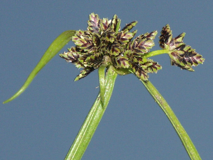 Image of Cyperus fuscus specimen.