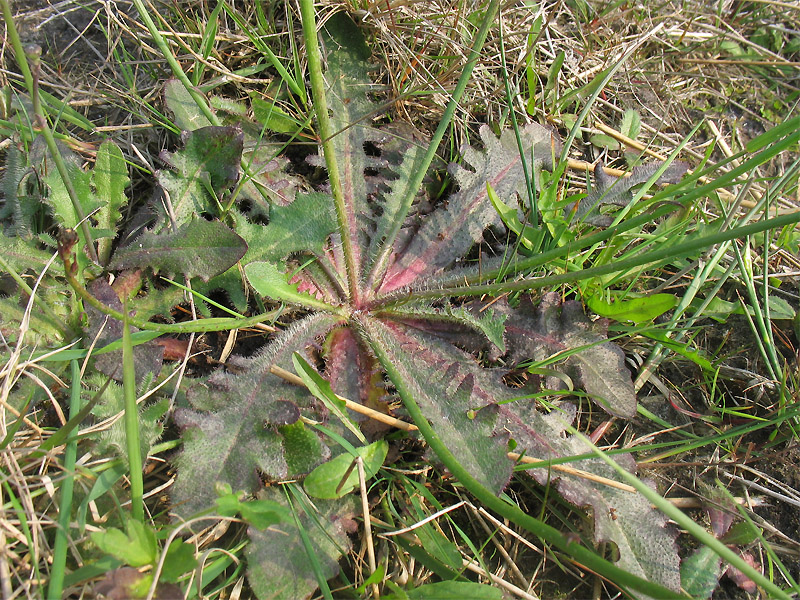 Изображение особи Hypochaeris radicata.