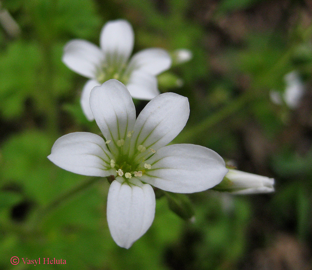 Изображение особи Saxifraga irrigua.