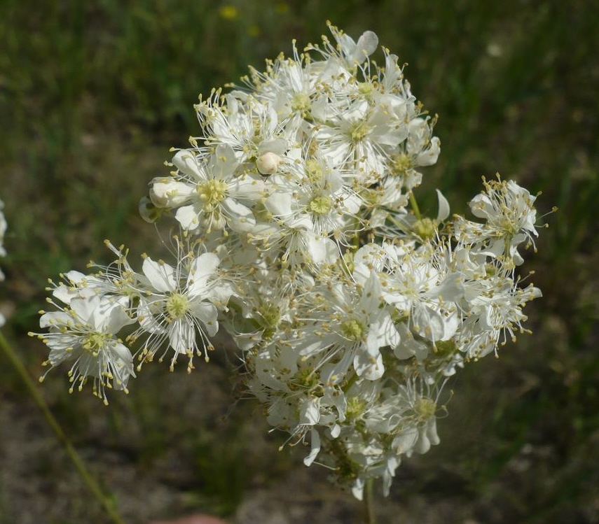 Image of Filipendula vulgaris specimen.