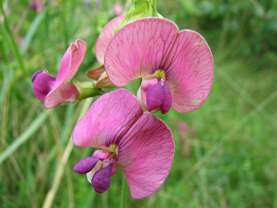 Изображение особи Lathyrus sylvestris.