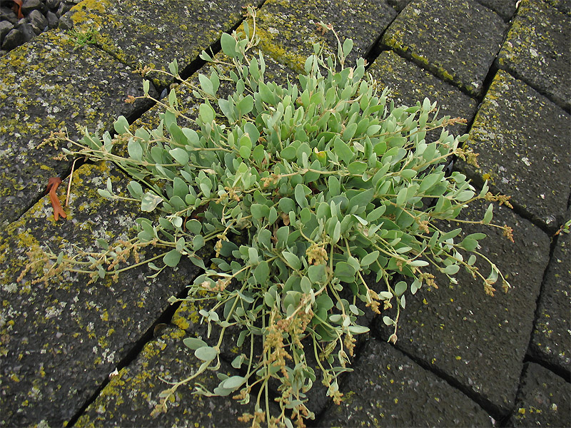 Изображение особи Halimione portulacoides.