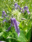 Clematis integrifolia