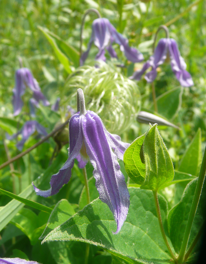 Image of Clematis integrifolia specimen.