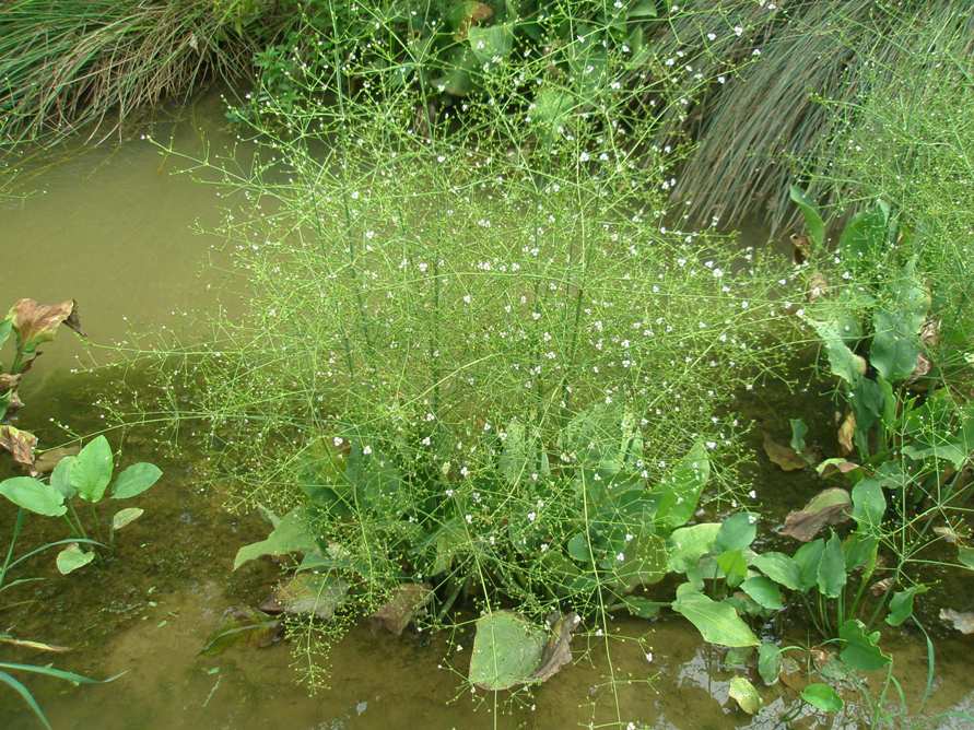 Image of Alisma plantago-aquatica specimen.