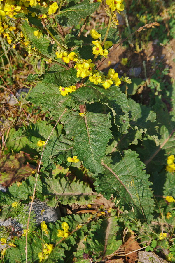 Изображение особи Verbascum laxum.