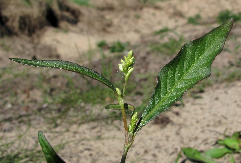 Изображение особи Persicaria lapathifolia.