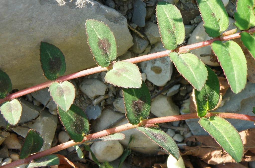 Image of Euphorbia nutans specimen.
